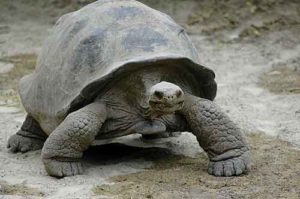 giant_tortoise