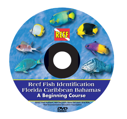 FishID course DVD cover v2:Layout 1